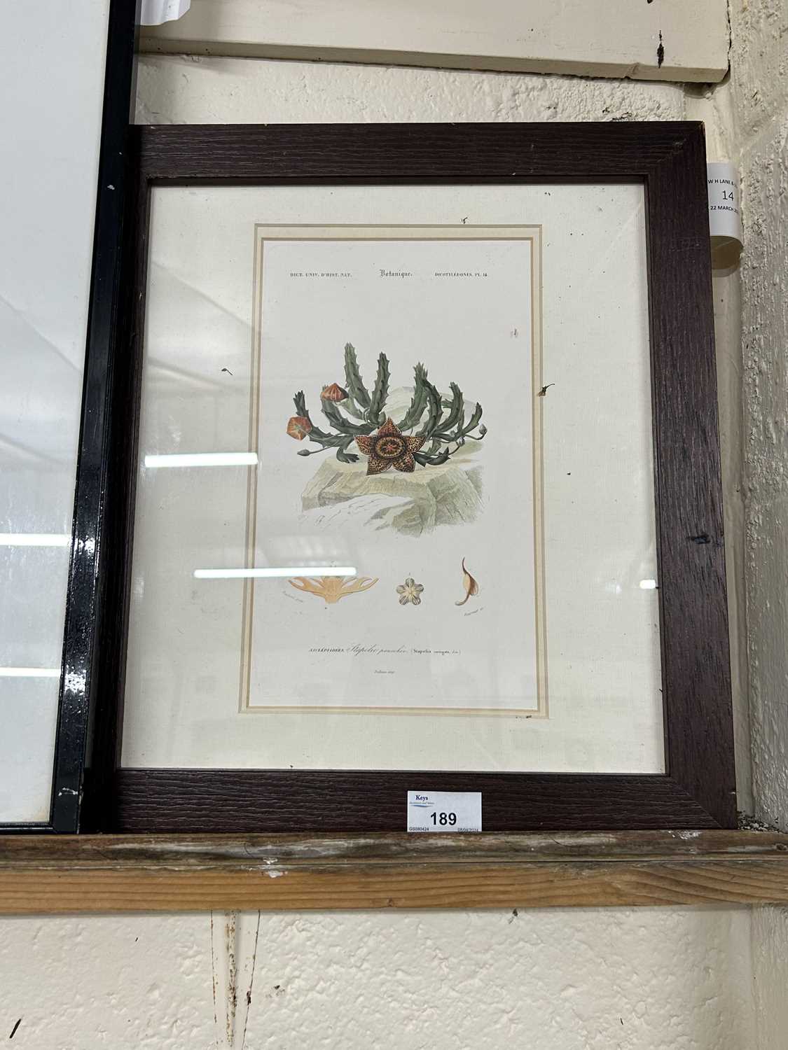 A framed botanical print