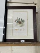 A framed botanical print