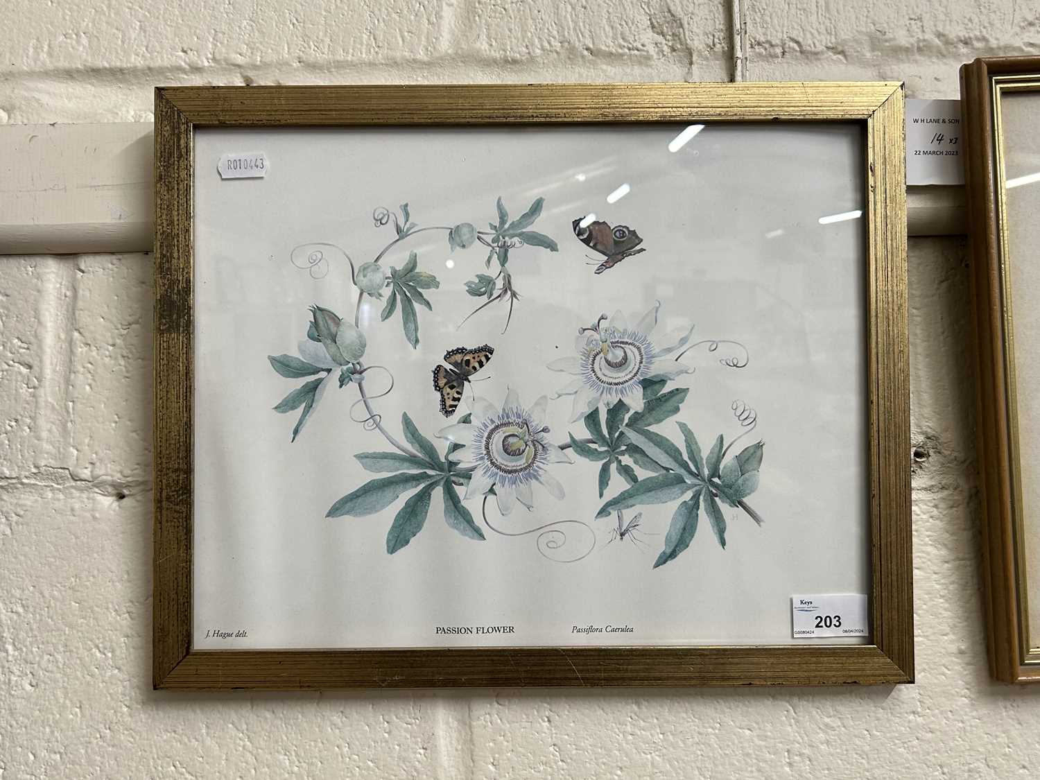 Coloured print of a Passion Flower, framed and glazed