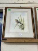 Andrew Osborne (British), Chaffinch, watercolour, signed, 8x10.5ins, framed and glazed.