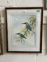 Andrew Osborne (British), a pair of perched Kingfishers, watercolour, signed, 9x12.5ins, framed