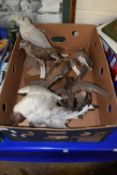 A box of various taxidermy birds to include gulls, cuckoo, brambling and others