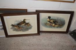Two ornithological prints, Snipe and Shellduck, framed and glazed