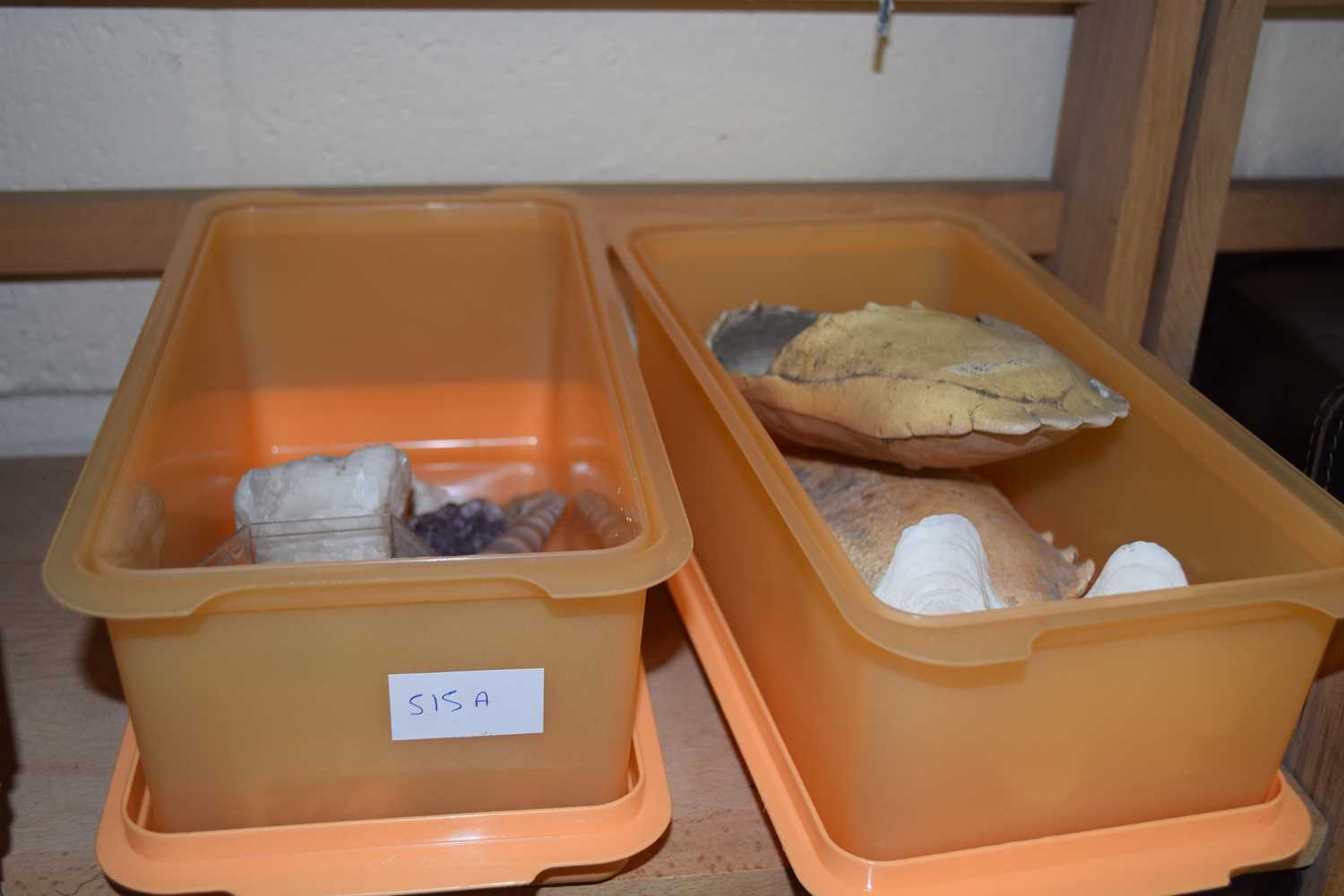 Box of various assorted seashells, mineral samples etc