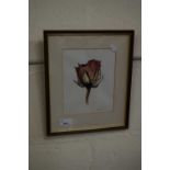 Signed watercolour of a flower