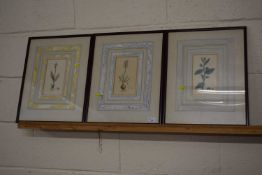 Group of three 19th Century coloured botanical book plates, framed and glazed