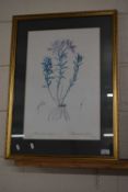 A botanical print after Philip Eau in gilt frame