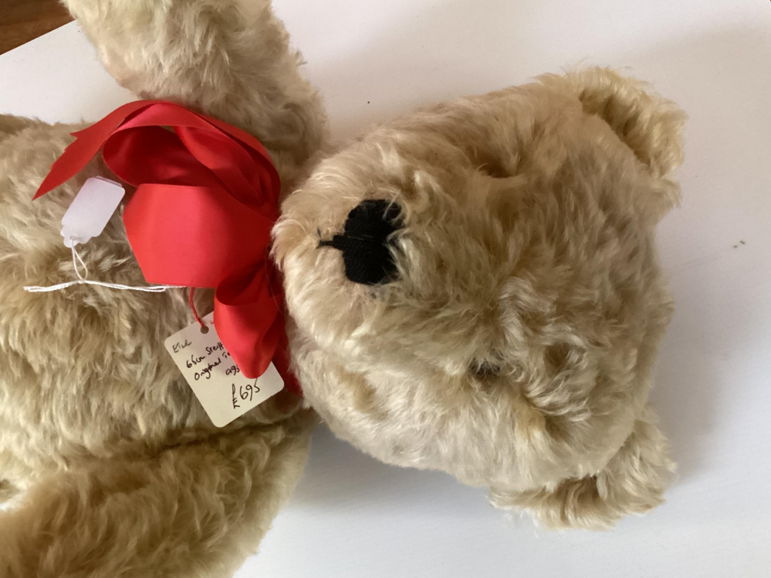 Original Steiff bear with button, 65cm Blonde, 1950 in good condition, slight light markings to - Image 8 of 13