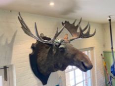 Large taxidermy Moose head with 'diamonte' on antlers.