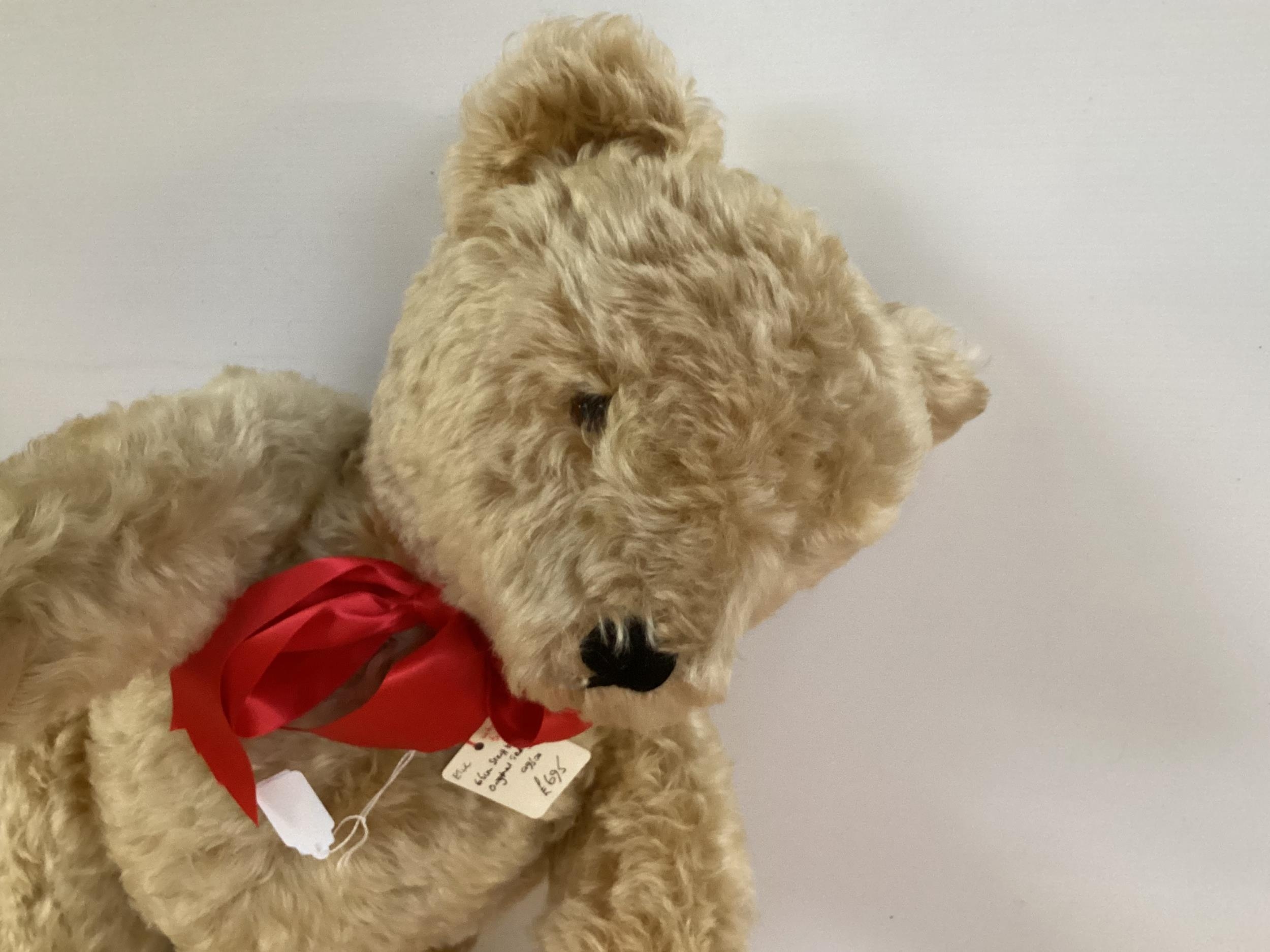 Original Steiff bear with button, 65cm Blonde, 1950 in good condition, slight light markings to - Image 6 of 13