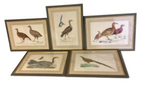 Set of Five decorative green framed and glazed ornathological prints, 30cm x 45cm, and portrait