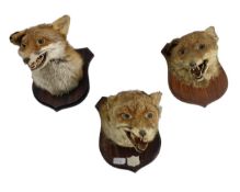 Three taxidermy of fox masks
