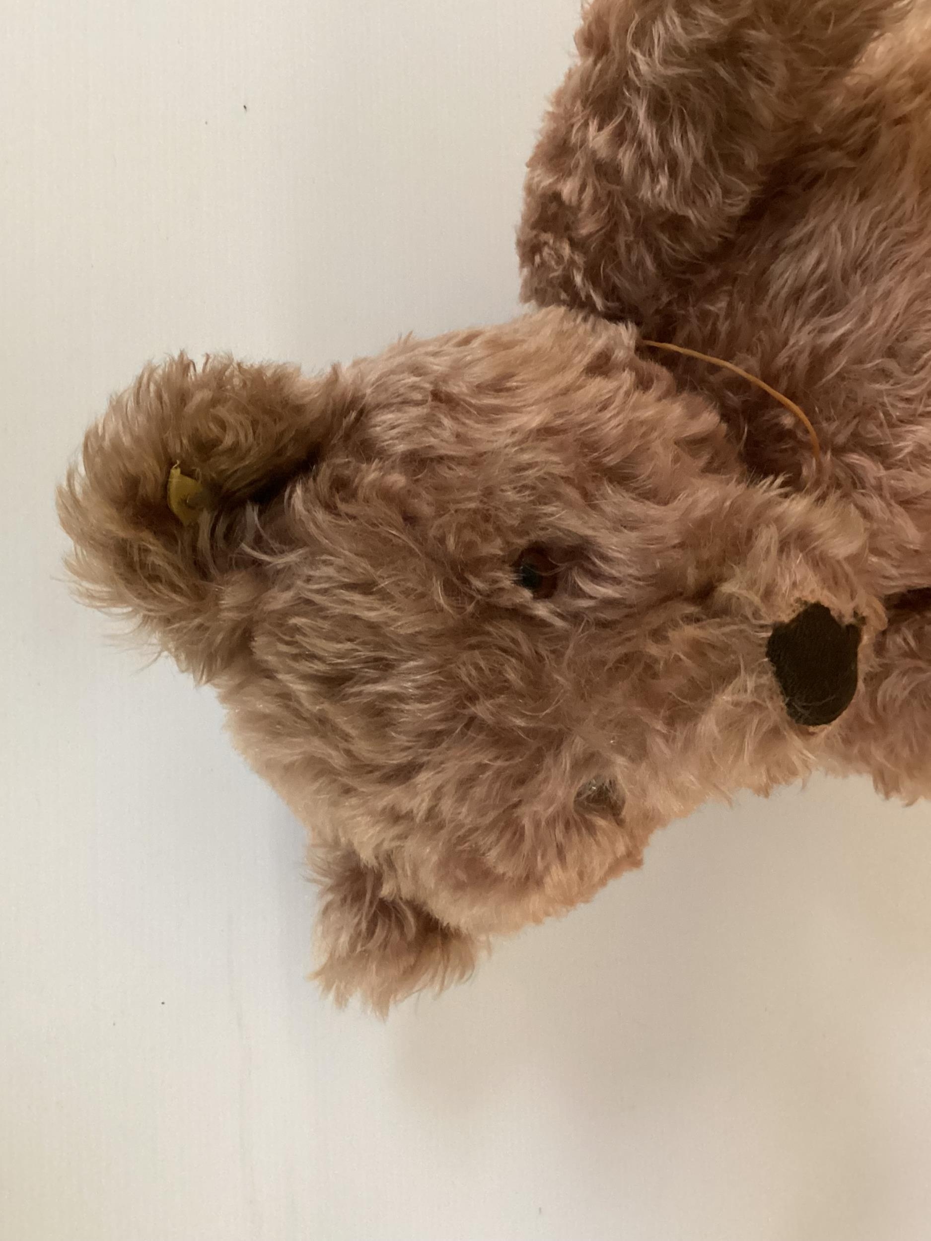 A 60cm Original Steiff Teddy, circa 1950 with button, Apricot, in fair condition, tiny bit of - Image 7 of 11
