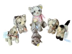 5 Steiff kittens/cats, and one racoon, all with buttons, all original, condition reflect with age.