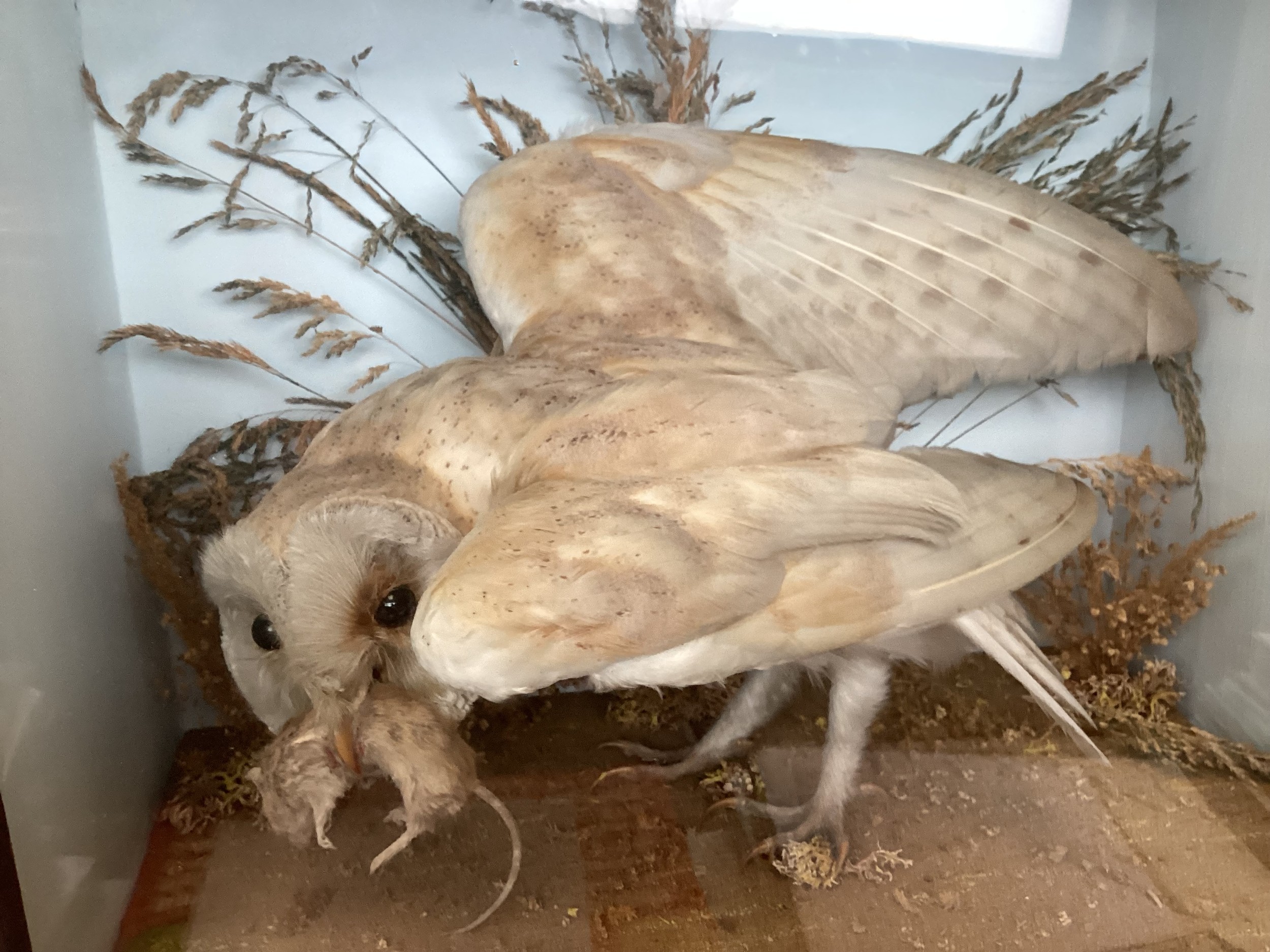 A boxed taxidermy of a barn owl - Image 2 of 2