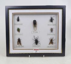 A framed display of insects, 28x33cm including frame