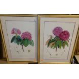 A set of four gilt framed reproduction botanical points, Coldstream Guards print, and GB Cipriani by