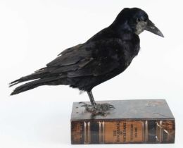 A taxidermy European Rook (Corvus frugilegus), mounted on a faux The Hunchback of Notre Dame book,