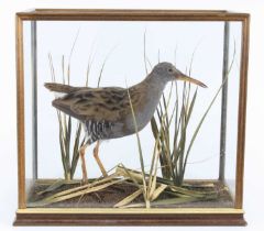 A taxidermy Water Rail (Rallus aquaticus) mounted in a naturalistic setting within a five panel