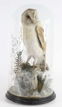 In the manner of James Hutchings, an Edwardian taxidermy Barn Owl (Tyto alba), mounted upon a faux