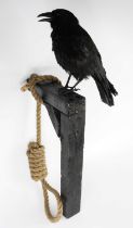 A taxidermy Carrion Crow (Corvus corone), mounted upon a simulated wooden gallow with hangman's rope