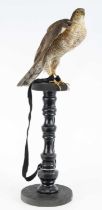 A Victorian taxidermy Sparrowhawk (Accipiter nisus), remounted upon a turned wooden pedestal, h.