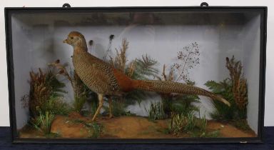 A Victorian taxidermy Golden Pheasant (Chrysolophus pictus), mounted on a naturalistic base amidst