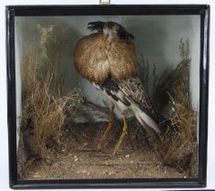 A 20th century taxidermy Ruff (Calidris pugnax), full male mount in mating plummage, mounted in a