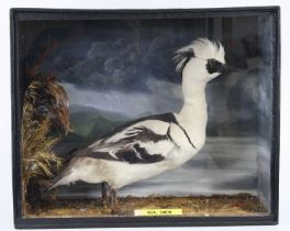 Attributed to Walter Potter a late Victorian taxidermy Smew (Mergellus albellus), full mount on a