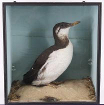 A mid-20th century taxidermy Guillemot (Uria aalge), mounted on a faux rock, within a glazed display