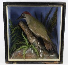 A late Victorian taxidermy Green woodpecker (Picus viridus), mounted in a naturalistic setting