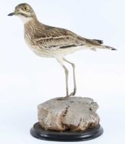 A taxidermy European Stone-Curlew (Burhinus oedicnemus), mounted upon a faux rock base and
