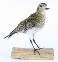 A taxidermy Golden Plover (Pluvialis apricaria), mounted upon a drfitwood base, h.23cm.