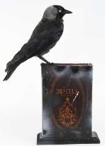 A taxidermy Jackdaw (Coloeus monedula), mounted upon a faux Dracula book, h.43cm.