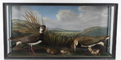 A pair of taxidermy Lapwings (Vanellus vanellus), mounted with three chicks against a naturalistic