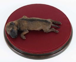 A taxidermy stillborn Border Terrier (Canis lupus familiaris), mounted on a padded base under a