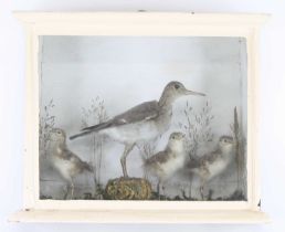 An early 20th century taxidermy Green Sandpiper (Totanus ochropus), with three chicks, mounted in