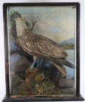 A Victorian taxidermy Opsrey (Pandion haliaetus), full mount on a grass covered faux rocky