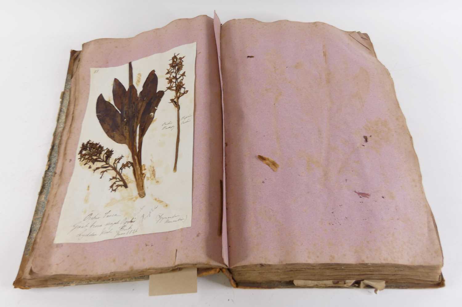 A large leather bound album of pressed British botanical plant specimens, most examples identified - Image 2 of 2