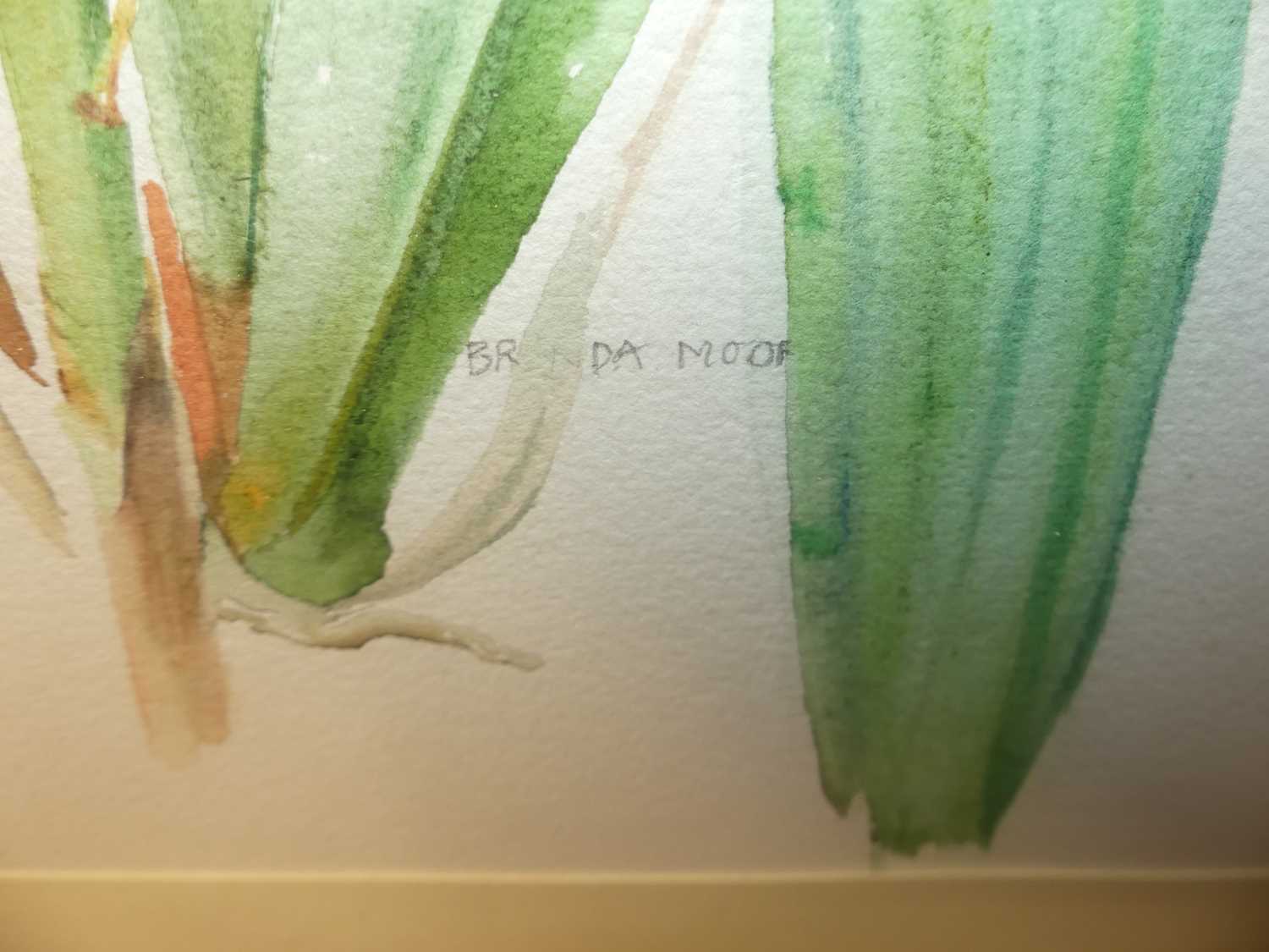 Brenda Moore - Bird study, pencil; together with two botanical study watercolours by the artist (3) - Image 2 of 5