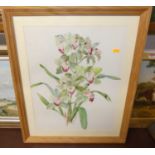 Brenda Moore - Bird study, pencil; together with two botanical study watercolours by the artist (3)