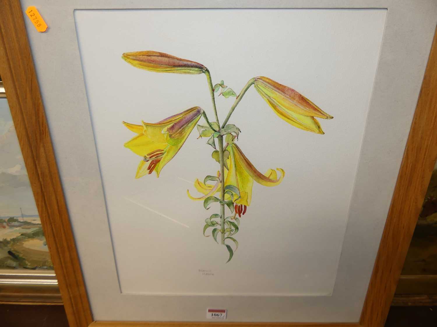 Brenda Moore - Bird study, pencil; together with two botanical study watercolours by the artist (3) - Bild 4 aus 5