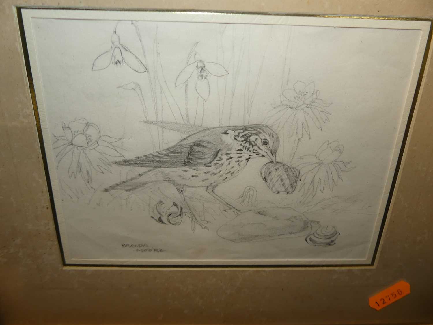 Brenda Moore - Bird study, pencil; together with two botanical study watercolours by the artist (3) - Bild 5 aus 5