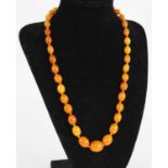 A beaded butterscotch amber single string necklace, arranged as 39 graduated barrel beads on a