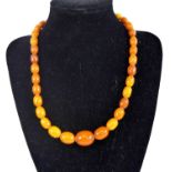 A single row of 37 graduated butterscotch amber beads, strung plain to a silver bolt ring clasp,