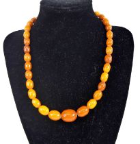 A single row of 37 graduated butterscotch amber beads, strung plain to a silver bolt ring clasp,