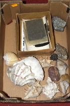 A collection of shells and mineral samples, to include quartz and serpentine together with various