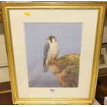 Neil Cox - Peregrine falcon, pastel, signed lower right, 35x27cm