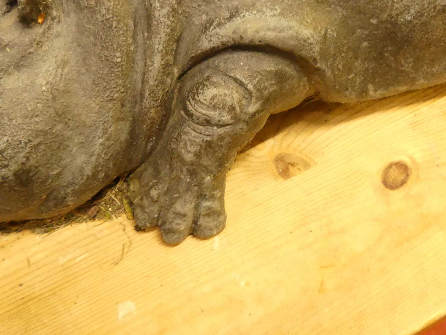 A composite model of a recumbent hippopotamus, length 52cm - Image 3 of 3