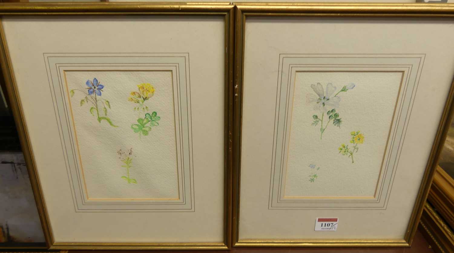 20th century English school - a set of twelve botanical studies, watercolours, each 18 x 12.5cm - Image 2 of 3